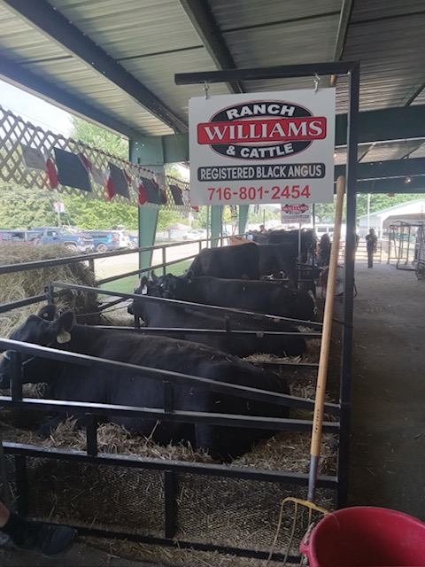 Williams Ranch at the Cattaraugus County Fair